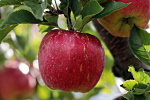 Bodensee Äpfel